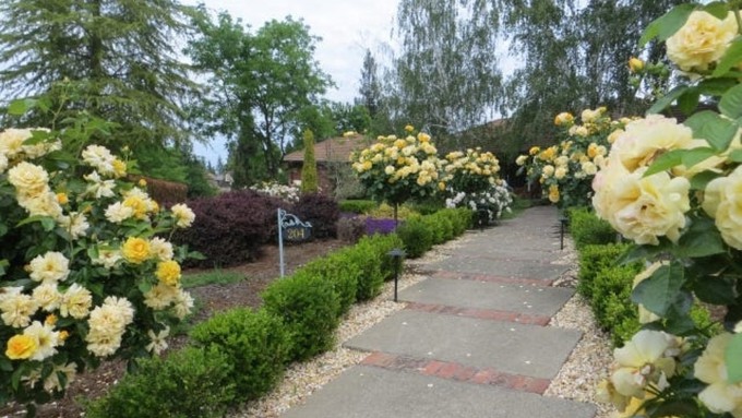 Julia Child roses line a path in Charlotte Owendyk’s garden.