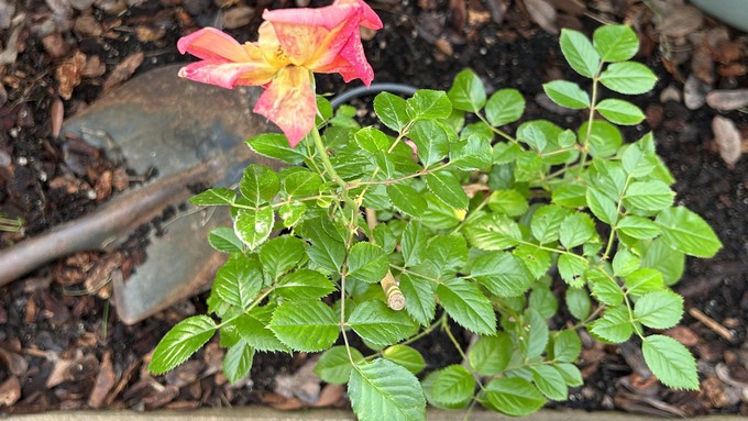 Got a rose that needs to be planted, but you're out of space? Learn the options during the Sacramento Rose Society's next meeting Thursday, Jan. 11. (This is a Polynesian Punch floribunda rose, and yes, it needs a permanent space to grow.)