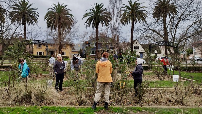 Volunteers in January 2023 work to prune the dormant roses at McKinley Park's Memorial Rose Garden. Signups are now open through the City of Sacramento for the 2024 rose-pruning days.