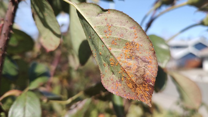 This rose is in the grip of the fungal disease known as rust. Cleanup and warmer weather will end the outbreak.