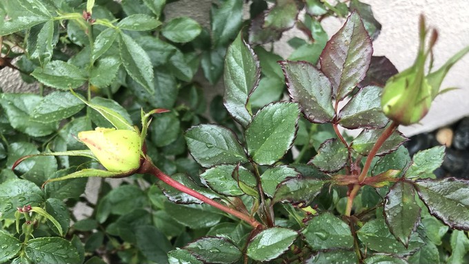 Some roses may still be trying to bloom but they need pruning. However, hold off on breaking out the pruners until the weather's drier, Tuesday or later.
