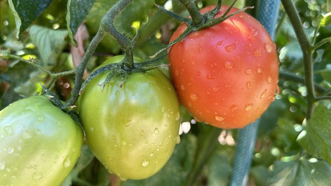 These are Rugby tomatoes in three stages of ripening. Continue to harvest vegetables to keep the plants producing. Give plants a spray of water in the morning to raise humidity and ward off spider mites.