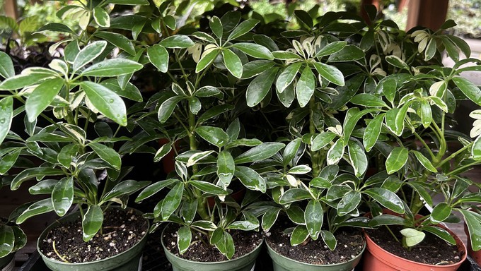 These dwarf umbrella trees, aka scheffleras, are of  the plants that can become bonsai during a workshop Saturday at the Elk Grove Green Acres store.