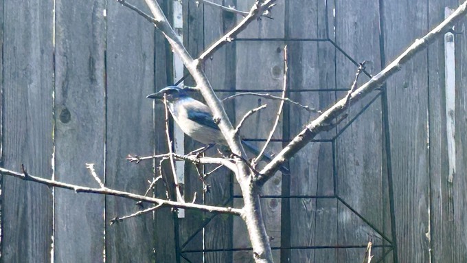 A California scrub jay visits a Carmichael backyard. California last year submitted the most bird lists during the Great Backyard Bird Count, which runs Feb. 16-19 this year.