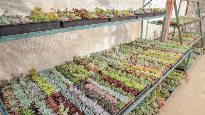 Find thousands of succulents in all sizes and an amazing array of varieties during The Secret Garden's Succulent Extravaganza.