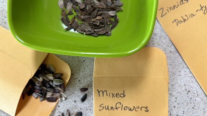 Coin envelopes are convenient storage for extra seeds to swap or save. Label with the year collected or purchased as well as the variety of seed.