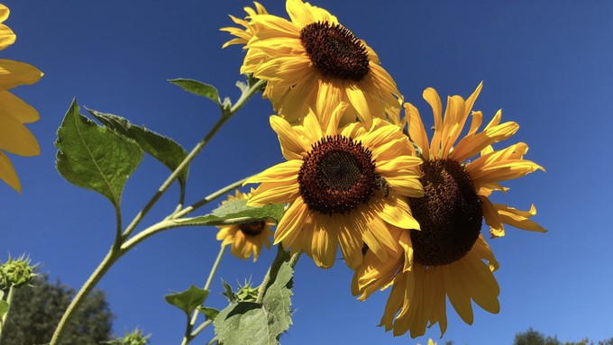 Have you planted sunflowers yet? They grow quickly and provide color all summer (not to mention pollen that's popular with bees).