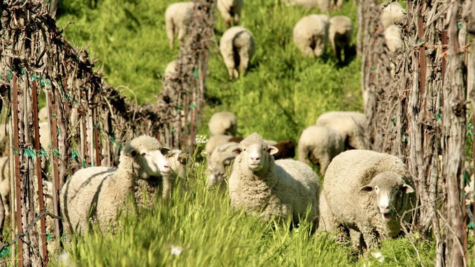 Matchbook Wine Co. uses sheep as natural weed-eaters between its vines. Hear Lane Giguiere, owner of the Yolo winery, and other woman in agriculture talk about their work.
