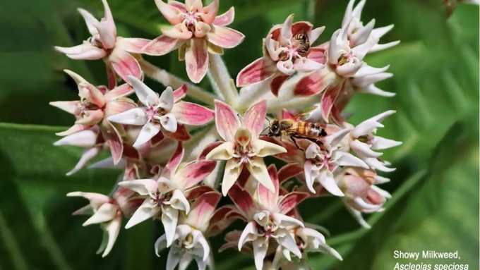 This image of showy milkweed and a bee is the cover photo for the Placer County master gardeners' 2024 Gardening Guide and Calendar, now on sale.