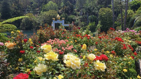 Image caption: In this image from June 2023, the Lake Shrine World Peace Rose Garden is in full bloom. The lake can be seen at left. The garden and shrine survived the Palisades fire last week thanks to some timely pruning and a water cannon.