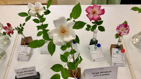 Image caption: A rose show involves more than hybrid tea roses: Miniature single roses (those with 4 to 8 petals) have their own judging category. These entries were from the 2019 Sacramento Rose Show.