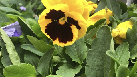 Image caption: Pansies are a natural for adding color to the fall and winter garden. Plant them now and enjoy them as the days get shorter.