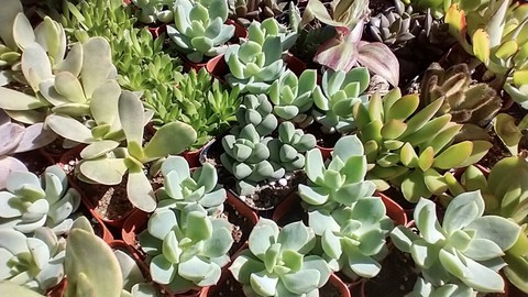 Find cactus and succulent plants for sale during the Sacramento Cactus and Succulent Society show. Plants for sale were propagated by club members.