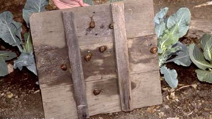 Snails collect on the underside of a wooden board that had been placed in a vegetable garden. This homemade trap should be checked daily.