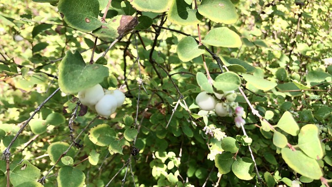 The snowberry is a California native and will be among the tiny plants sold Saturday at find out farms.