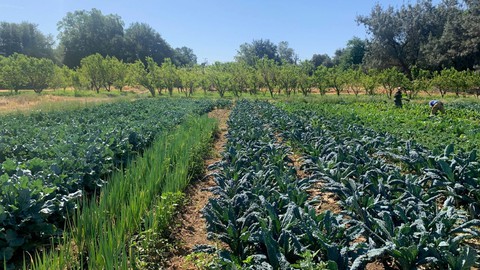 Image caption: Celebrate the Earth -- and all the things that grow on it -- at a free Earth Day event, 8 a.m. to 1 p.m. Saturday,  April 19, at Soil Born Farms in Rancho Cordova.