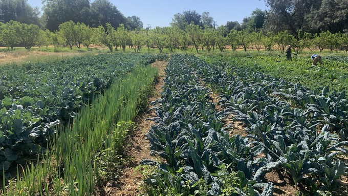 Produce grown on site at the American River Ranch is available at Soil Born Farms' stand on Saturday. Soil Born also presents morning nature walks and a workshop this Saturday.