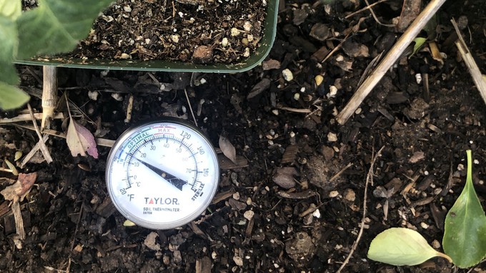 The soil is this garden is 58 degrees -- not quite optimal for planting. That tomato seedling in the container should be transplanted into a 1-gallon pot so it can grow while waiting for the weather to improve.