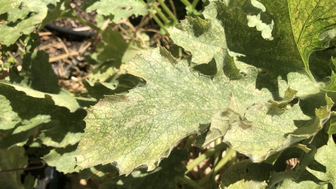 This squash plant has a bad case of spider mites. Notice the stippling and the delicate webbing along the edge of the leaf in front.