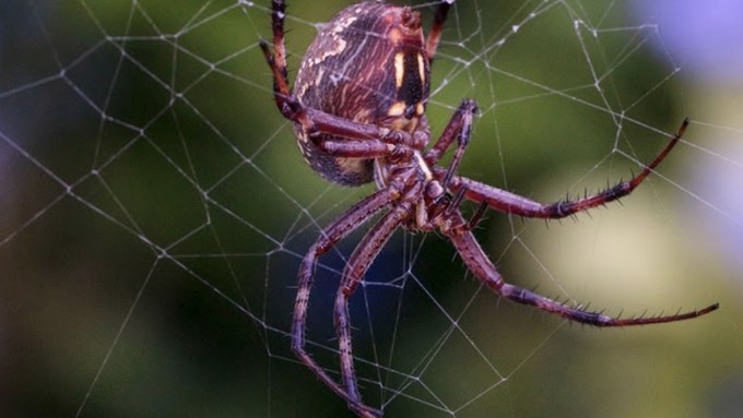 Spiders are especially evident in July gardens. This western spotted orbweaver was photographed at Patricia Carpenter's native plant garden.