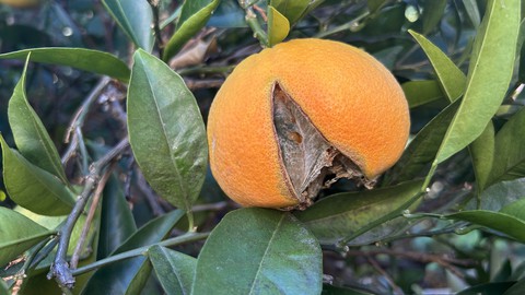 Image caption: Most of the oranges on this Washington navel are 6 to 8 weeks from being ripe, but the split one is a loss. Splits can happen to just a few of the fruit, or the whole tree full.