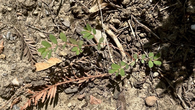 Spurge is a scourge, spreading through microscopic seeds, but when small it can be dug out easily, unlike some weeds.