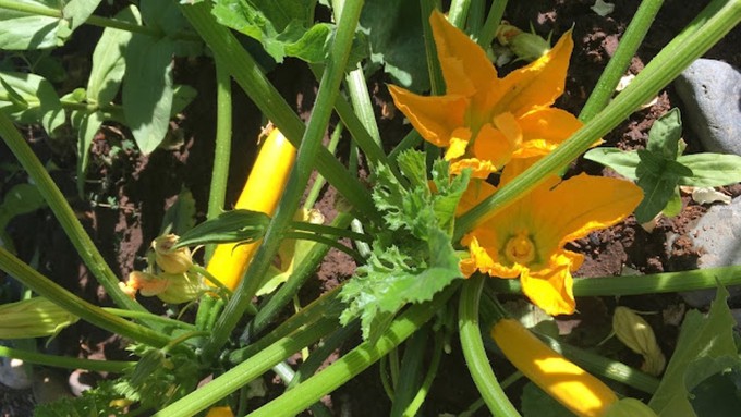 See the largest open flower on the right? That’s a female flower. All the flowers on the long stems at left are male. Fully open male blossoms work best for hand-pollinating. Best time to do this is in the early morning.