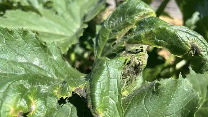 Even heat-hardy plants such as squash can be damaged by extreme heat and intense sunlight. But don’t clip off the leaves just yet — they still provide shade and photosynthesis.