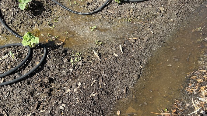 Image caption: Overwatering a vegetable garden can result in small ditches filled with standing water.