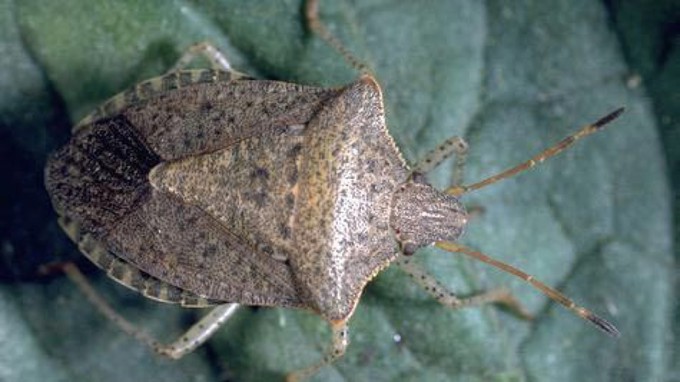 Consperse stink bugs are the most common stink bugs in the Sacramento area.