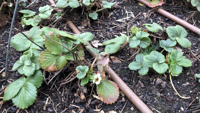 Established strawberries can be fertilized this month. It's also a good month to add new transplants.