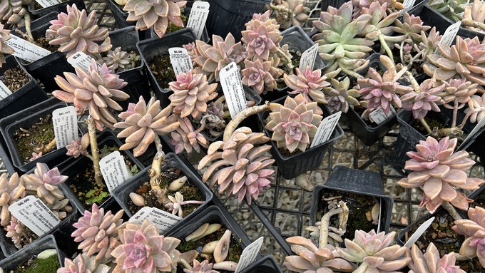 These little succulents are known as pinky ghost plants  (Graptopetalum paraguayense 'Pinky')
-- how appropriate for Halloween! The UC Davis Arboretum Nursery will have 24 of these available at the Oct. 26 sale.