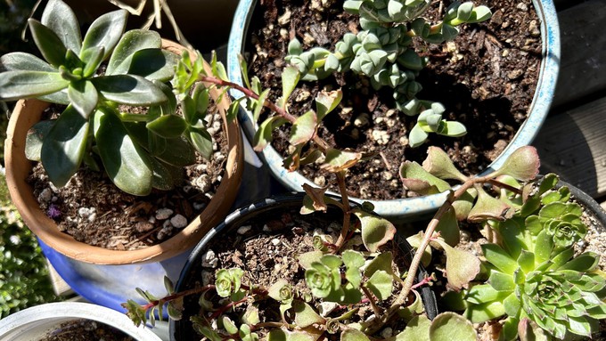 Learn to how to take cuttings from cactuses and succulents -- and turn one plant into many -- at a free class Sunday.