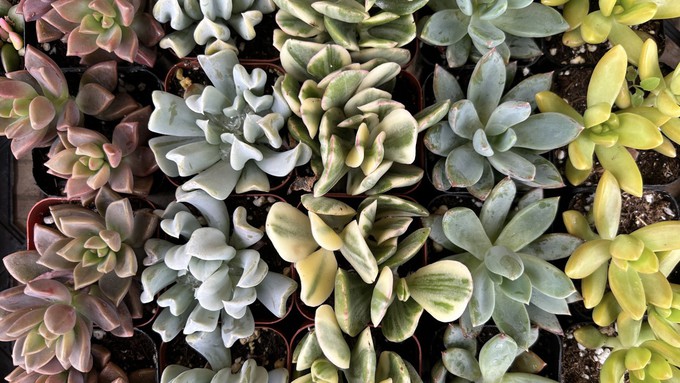 Succulents are among the easiest plants to propagate. Learn how in a Solano County master gardener-taught workshop this Thursday evening, Aug. 15, in Vacaville.