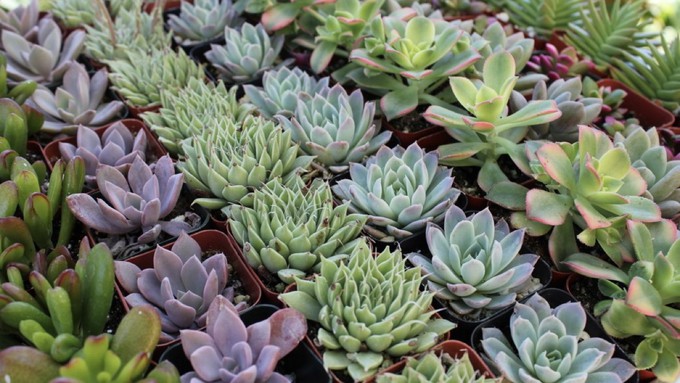 Find your favorite succulents at the sale this weekend.