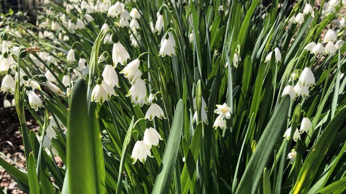 Don't forget to enjoy the early spring bloomers  -- such as these summer snowflakes (Leucojum aestivum) -- before they fade in warmer weather. Trim spent flowers but not leaves of any spring bulbs.