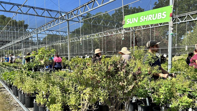 The weather likely won't be as pleasant Saturday as in this photo, but the tables at the UC Davis Teaching Nursery will be just as full for the first spring Plant Sale of 2024. This will be a members-only event.