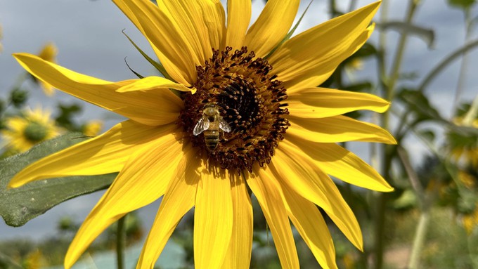 A Western honey bee gathers pollen from a sunflower on a recent morning. Learn all about keeping bees for honey during the Tri-County Home & Garden Show this weekend.