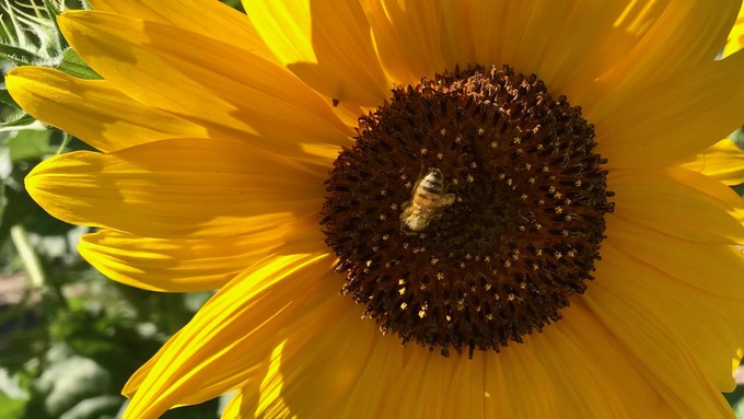 Sunflowers planted now will provide pollen for bees into fall.