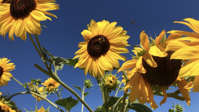 Sunflowers stand up well to summer  heat -- and the bees love them as a pollen source.