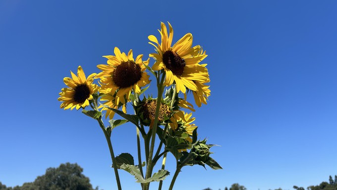 Sunflowers at least thrive in summer heat. Make sure the rest of the garden is prepared to handle triple-digit temps.