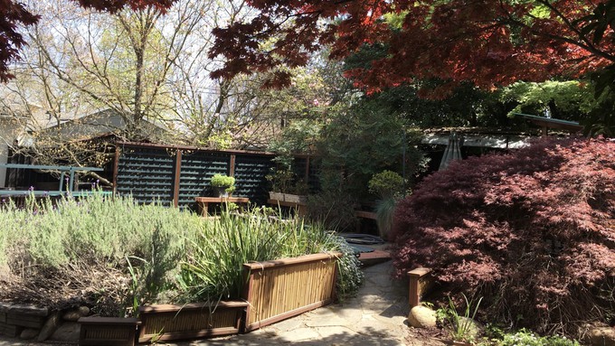 One of seven gardens on Saturday's tour, this backyard went from huge swimming pool to koi pond, Japanese maples and edibles.