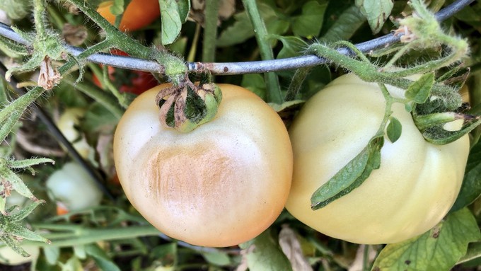 The tomato on the left has been damaged by sunscald. If the plant has adequate soil moisture and plenty of foliage, this often can be avoided. But temporary shade measures can help against burning by intense sun rays.