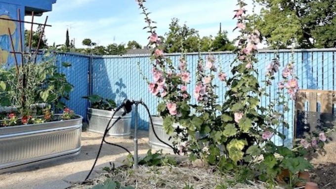 The Tahoe Park Neighborhood Association Community Garden was among the most recent recipients of the Saul Wiseman Garden Grants, presented by the Sacramento Perennial Plant Club.