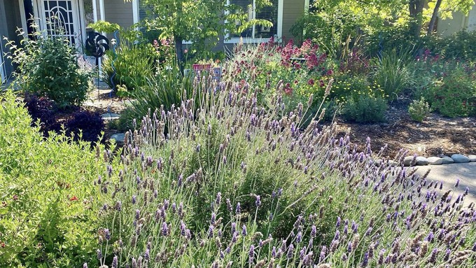 This lavender lover's garden was part of the 2022 Tahoe Park Garden Tour. The 2024 self-guided neighborhood tour starts at 10 a.m. this Saturday, May 18.