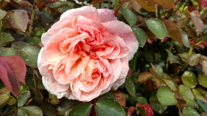 This Tamora rose in the rain was photographed by Debbie Arrington, who has taken Jacqui Nye's class.
