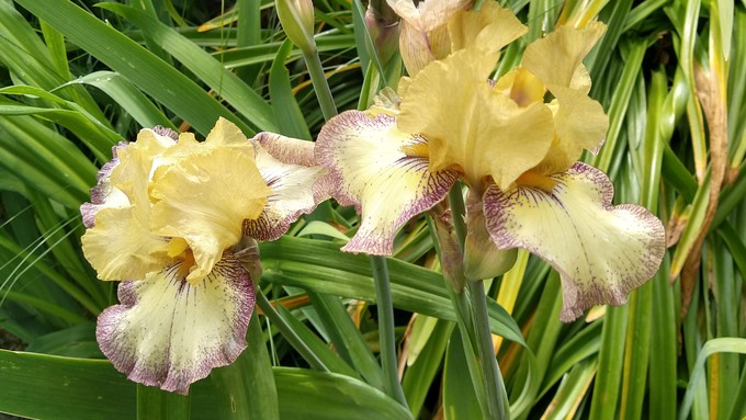 'Tennessee Gentleman' is one of the many colorful and unusual bearded iris varieties that the Sacramento Iris Society has offered at past rhizome sales. Find some stunning additions for your water-wise garden.
