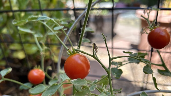With smoke in the air, be sure to wash particulate dust off any produce before consuming it -- including those snack-perfect cherry tomatoes.