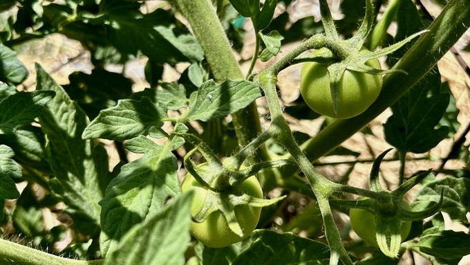 The cooler weather this week should allow tomatoes to set new fruit, before a return of triple-digit temperatures.