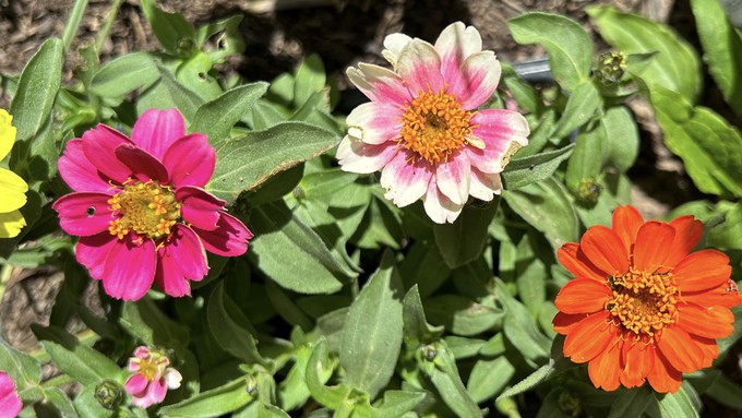 Profusion zinnias can be planted now for bright color all summer.